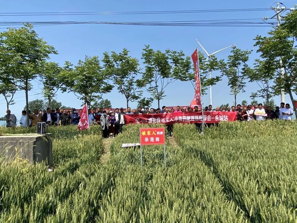 2021年康拓森永城站娘家人小麥藥肥觀摩會(huì)完滿結(jié)束！