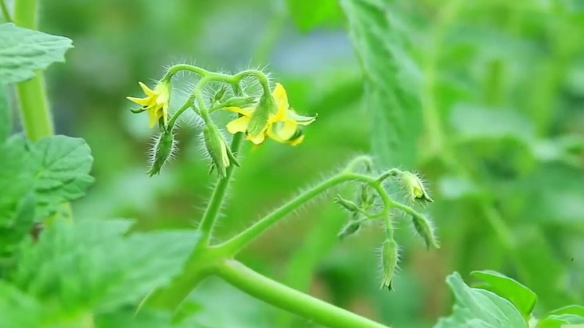 該死的“重茬”怎么辦？來看看咋解決