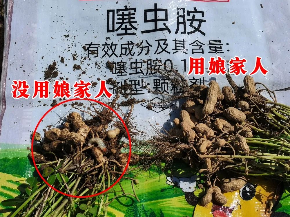 花生要高產(chǎn)，施肥很重要！娘家人花生藥肥，花生增產(chǎn)好助手！