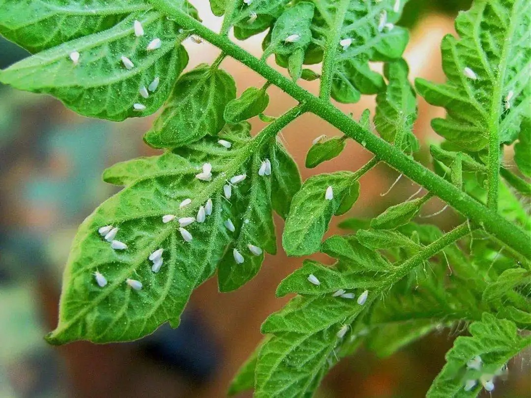 白粉虱打不干凈？教你打！
