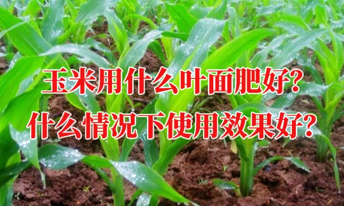 玉米用什么葉面肥好？什么情況下使用效果好？