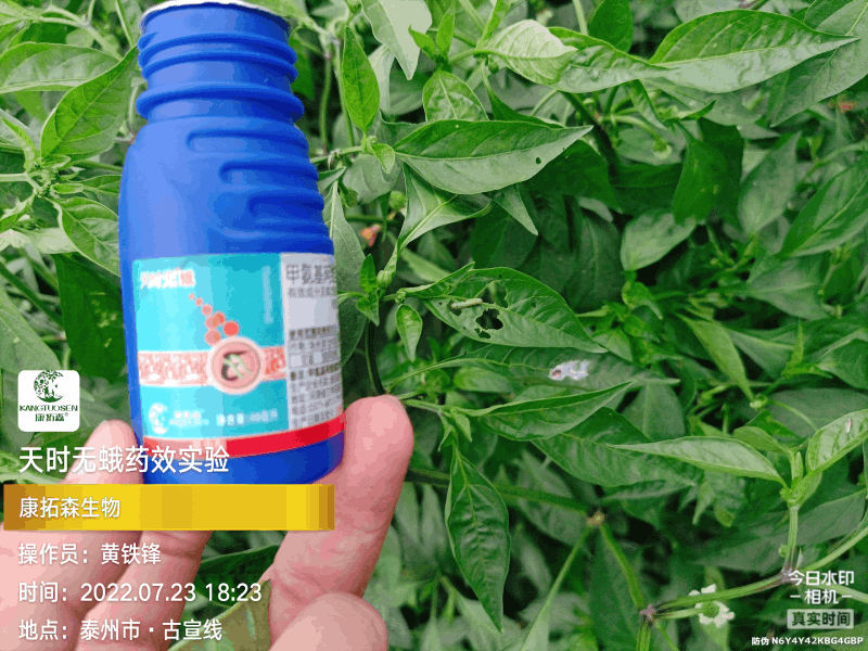 辣椒成為青蟲的“自助餐”，還好有你，天時(shí)無蛾！