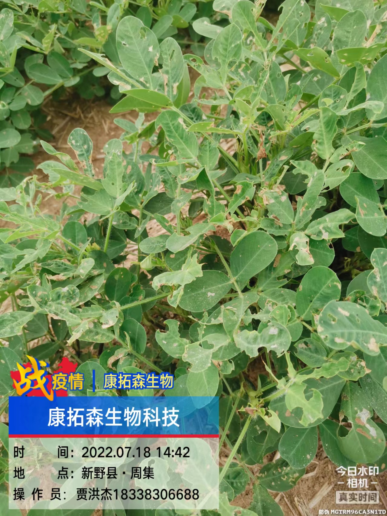 玉米、花生、大豆抗性青蟲該怎么打？